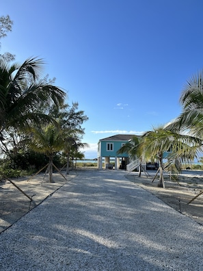 Palm Lined Drive