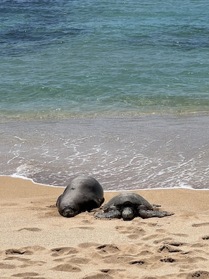 Monk Seal and Sea Turtle resting on our beach!