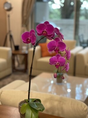 Living Room Accent