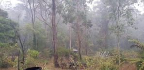 big backyard with native trees and birds