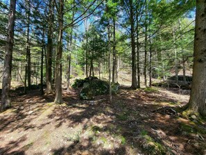 Woods behind the house