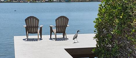 This could be you, sitting on the dock of the bay, w/ yellow-crown night heron