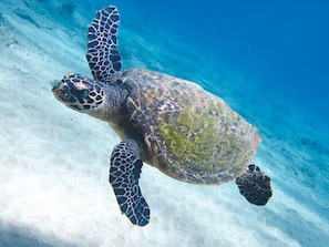 Find turtles swimming near the shore or. hatchlings at night.  Stay 7 feet away.