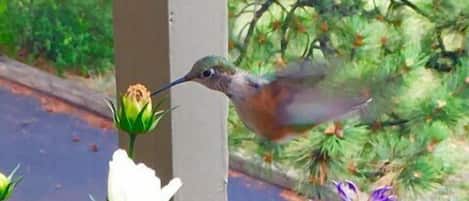 Frequent visitors to Hummingbird Mountain Hideaway