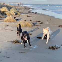 The Tres Perros enjoy their time on the beach.