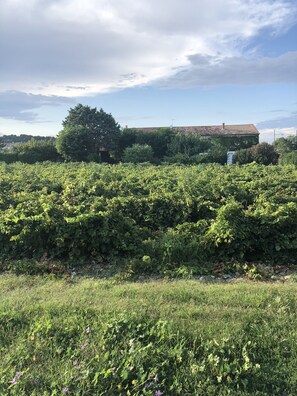 From the street vineyard in front