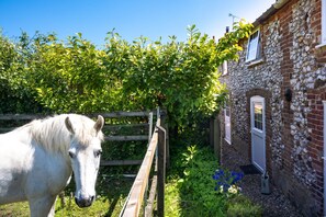 3 Chapel Cottages, Docking: One of the neighbours!