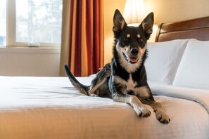 Enjoy a pet-friendly experience where your furry friends can feel right at home.