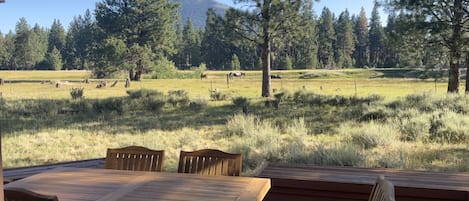 Views of the back deck of glaze meadow, black butte, and wildlife 