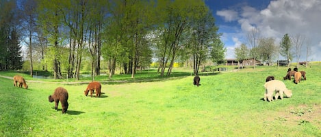 viel Platz auf unserer 14ha Alpaka- Farm