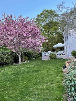 large fenced-in backyard with flowering trees