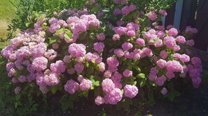 un bouquet d'hortensias pour votre arrivée 