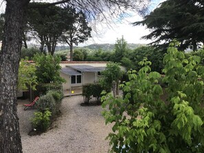 La cigale Jaune