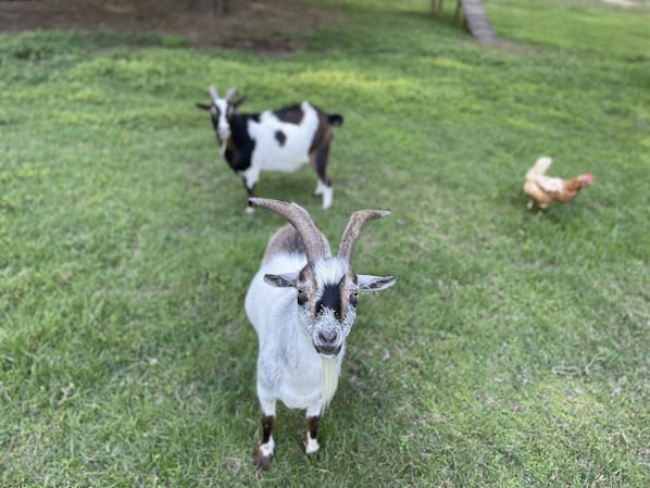 Terrenos do alojamento