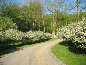 Drive way