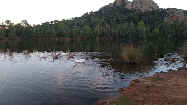 Lake