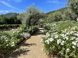 Rose gardens and olive trees surround the house 