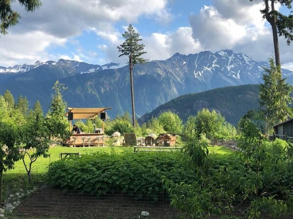 The front yard in summer