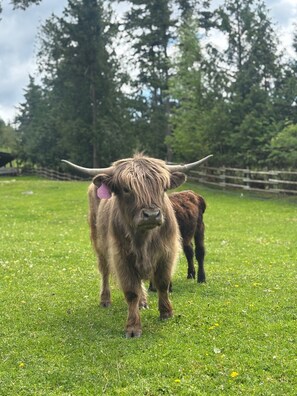 Norman the Highland Bull