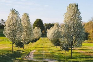 Spring Blooming Trees