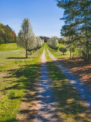 Tree-Lined Driveway