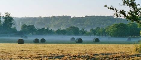 Brume matinale