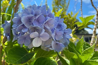 Puakenikeni Hilo Hale