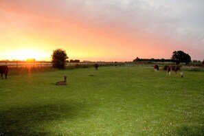 Back Garden