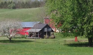 Apple trees in bloom outside the porch
