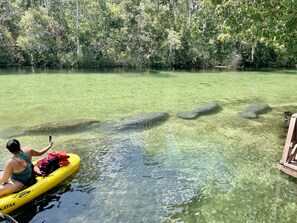 View of manatee pod you might see heading upriver towards spring