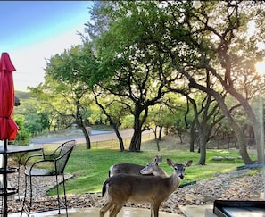 The friendly deer come over daily to be fed.

Some will eat from your hand.