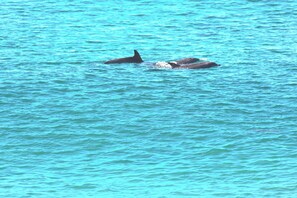 Dolphins Surfing. Photo taken by Guest L Ihinger with zoom lens.
