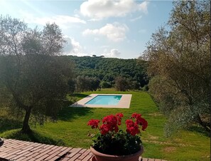 Swimming pool and geraniums