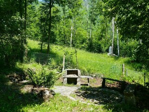 Pflanze, Baum, Natürliche Landschaft, Grundstueck, Holz, Kofferraum, Gras, Terrestrische Plant, Gehölz, Schatten