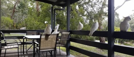 Cockatoos on the deck