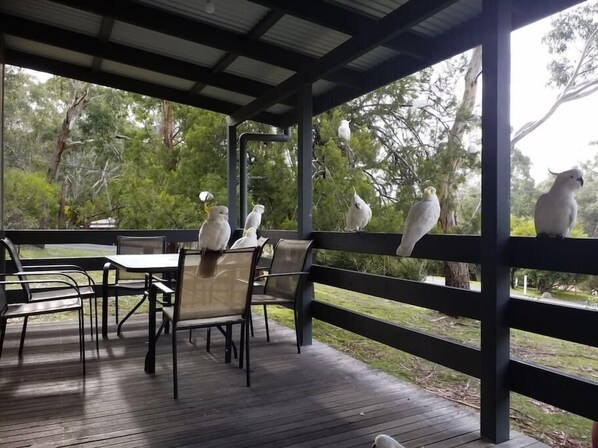 Cockatoos on the deck