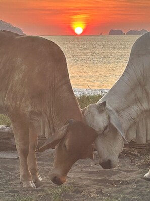 Mama cow and child