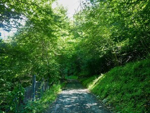 Pflanze, Grün, Natürliche Landschaft, Strassenbelag, Holz, Baum, Sonnenlicht, Schatten, Durchgangsstrasse