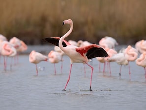 Water, Vertebrate, Organism, Pink