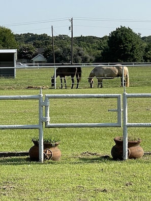 The view from the front porch