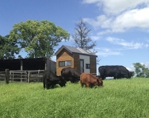 A couple of our friendly cows