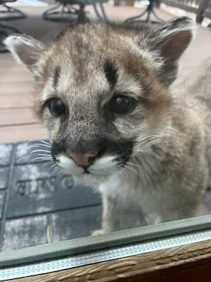 Animaux de compagnie acceptés