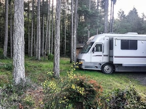 Nosed into the edge of the Forest