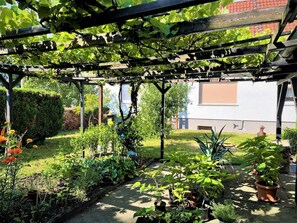 Blick auf Weinranken im Terrassenbereich