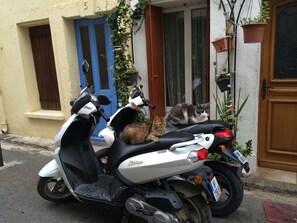 These two cats live in the area and love to sit on the mopeds next door.