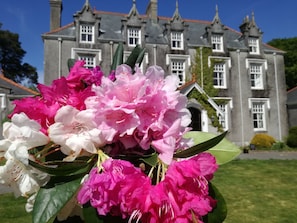 Plas Cilybebyll and Rhododendrons