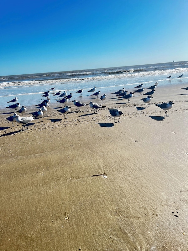 Beach is walking distance or park on the beach. $10 parking sticker needed.