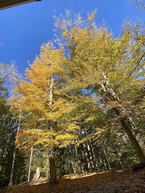 Beauty of fall - view from the screened in porch.