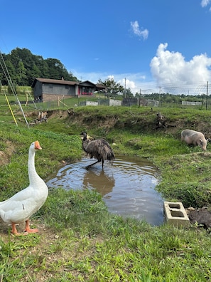 Rental house in the background 
Lucy the Goose 
Limu the Emu
& Theodore the pig