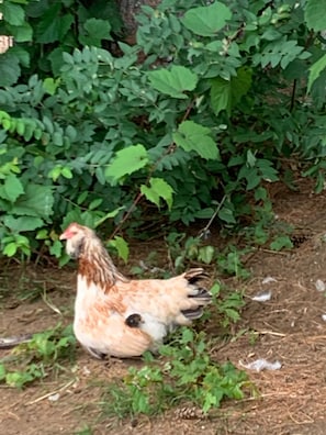 One of our family chickens and her baby
